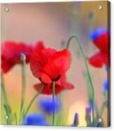 Poppies In Spring Acrylic Print