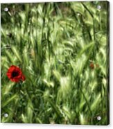 Poppies In Wheat Acrylic Print