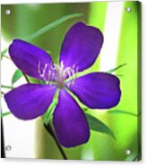 Poppin Purple Flower Acrylic Print