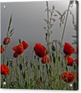 Poppy Field In The Cold Morning Acrylic Print