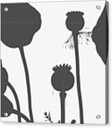 Poppy Flower Seed Pods Black And White Acrylic Print