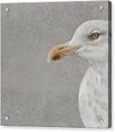 Portrait Of A Gull Acrylic Print