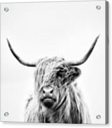 Portrait Of A Highland Cow - Vertical Orientation Acrylic Print