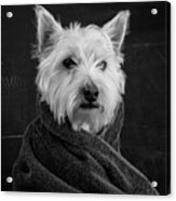 Portrait Of A Westie Dog Acrylic Print