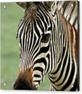 Portrait Of A Zebra Acrylic Print