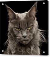 Portrait Of Angry Maine Coon On Black Acrylic Print