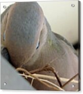 Portrait Of Dove Feeding Acrylic Print