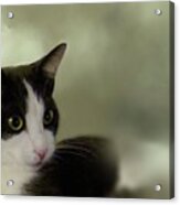 Portrait Of Girlie Cat Acrylic Print