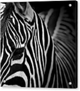 Portrait Of Zebra In Black And White V Acrylic Print