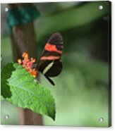 Posing Common Postman Butterfly On A Plant Leaf Acrylic Print