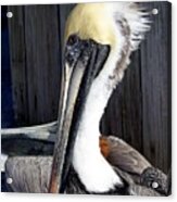 Posing For Pelican Pictures Acrylic Print