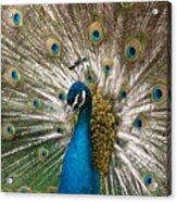 Posing Peacock Acrylic Print
