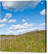 Prairie In Bloom Under Blue Sky Acrylic Print