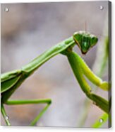 Praying Mantis Looking Acrylic Print