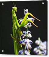 Praying Mantis On Flower Acrylic Print