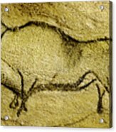 Prehistoric Bison 2 - La Covaciella Acrylic Print