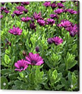 Prescott Park - Portsmouth New Hampshire Osteospermum Flowers Acrylic Print