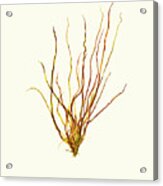 Pressed Seaweed Print, Scytosiphon Simplicissimus, Falmouth Foreside, Maine. Acrylic Print