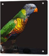 Pretty Bird Acrylic Print