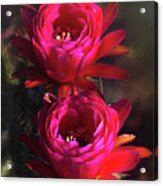 Pretty In Pink Torch Cactus Acrylic Print