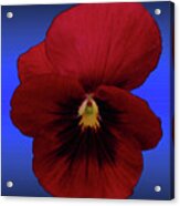 Pretty Pansy Acrylic Print