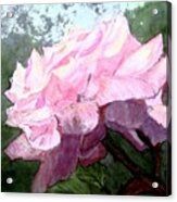Pretty Pink Rose Acrylic Print