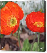 Pretty Poppies Acrylic Print