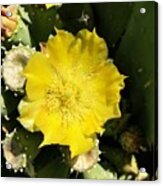Prickly Pear And The Bee Acrylic Print