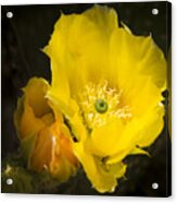 Prickly Pear Cactus Bloom Acrylic Print