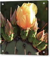 Prickly Pear Cactus Acrylic Print
