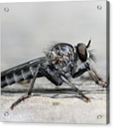 Profile Of A Robber Fly Acrylic Print