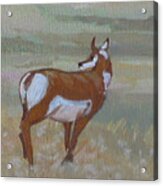 Prong Horned Antelope Acrylic Print