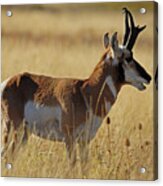 Pronghorn Antelope Acrylic Print