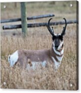 Pronghorn Antelope Acrylic Print