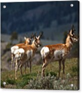 Pronghorns Acrylic Print