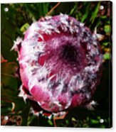 Protea Flower 1 Acrylic Print
