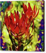 Protea Flower 4 Acrylic Print