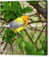 Prothonotary Warbler Acrylic Print