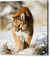 Prowling Mountain Lion Acrylic Print
