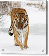 Prowling Tiger Acrylic Print