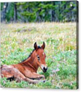 Pryor Mountaina Foal Acrylic Print