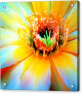 Psychedelic Cirrus Bloom Acrylic Print