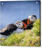 Puffin Couple In Love In Iceland Acrylic Print