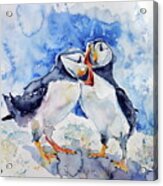 Puffins Acrylic Print