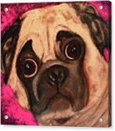 Pug - Chloe Acrylic Print