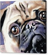 Pug Acrylic Print