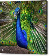 Pumapungo Peacock Acrylic Print