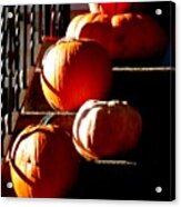 Pumpkin Morning Acrylic Print