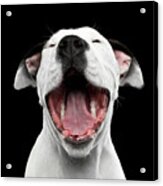 Puppy Laughs Acrylic Print
