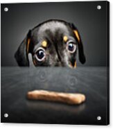 Puppy Longing For A Treat Acrylic Print